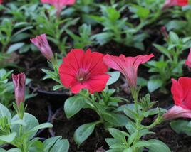 Petúnie 'Deep Red'
