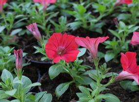 Petúnie 'Deep Red' - Petunia Surfinia 'Deep Red'