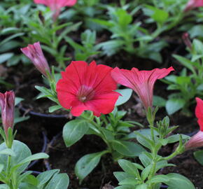 Petúnie 'Deep Red' - Petunia Surfinia 'Deep Red'