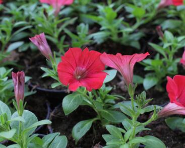 Petúnie 'Deep Red'