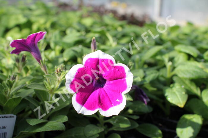 Petúnie 'Cascadias Rim Cherry' - Petunia hybrida 'Cascadias Rim Cherry'