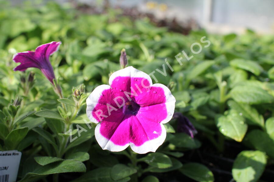 Petúnie 'Cascadias Rim Cherry' - Petunia hybrida 'Cascadias Rim Cherry'