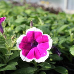 Petúnie 'Cascadias Rim Cherry' - Petunia hybrida 'Cascadias Rim Cherry'