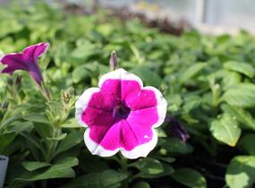 Petúnie 'Cascadias Rim Cherry' - Petunia hybrida 'Cascadias Rim Cherry'