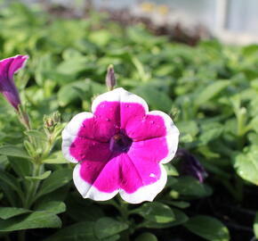 Petúnie 'Cascadias Rim Cherry' - Petunia hybrida 'Cascadias Rim Cherry'