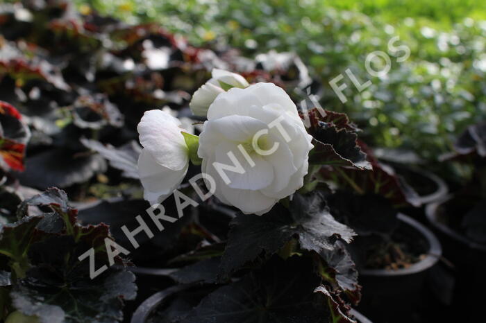 Begónie hlíznatá 'Nonstop Joy Mocca White' - Begonia tuberhybrida 'Nonstop Joy Mocca White'