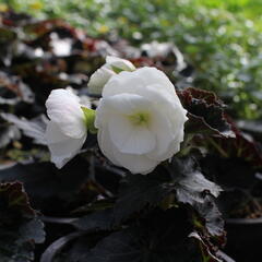 Begónie hlíznatá 'Nonstop Joy Mocca White' - Begonia tuberhybrida 'Nonstop Joy Mocca White'