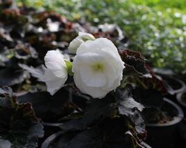 Begónie hlíznatá 'Nonstop Joy Mocca White'