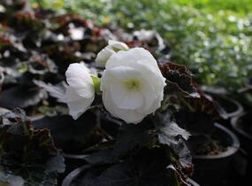Begónie hlíznatá 'Nonstop Joy Mocca White' - Begonia tuberhybrida 'Nonstop Joy Mocca White'
