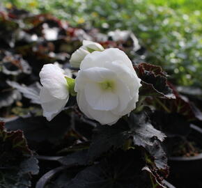 Begónie hlíznatá 'Nonstop Joy Moca White' - Begonia tuberhybrida 'Nonstop Joy Moca White'