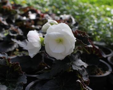 Begónie hlíznatá 'Nonstop Joy Mocca White'
