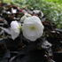 begonie-hliznata-nonstop-joy-moca-white.jpg