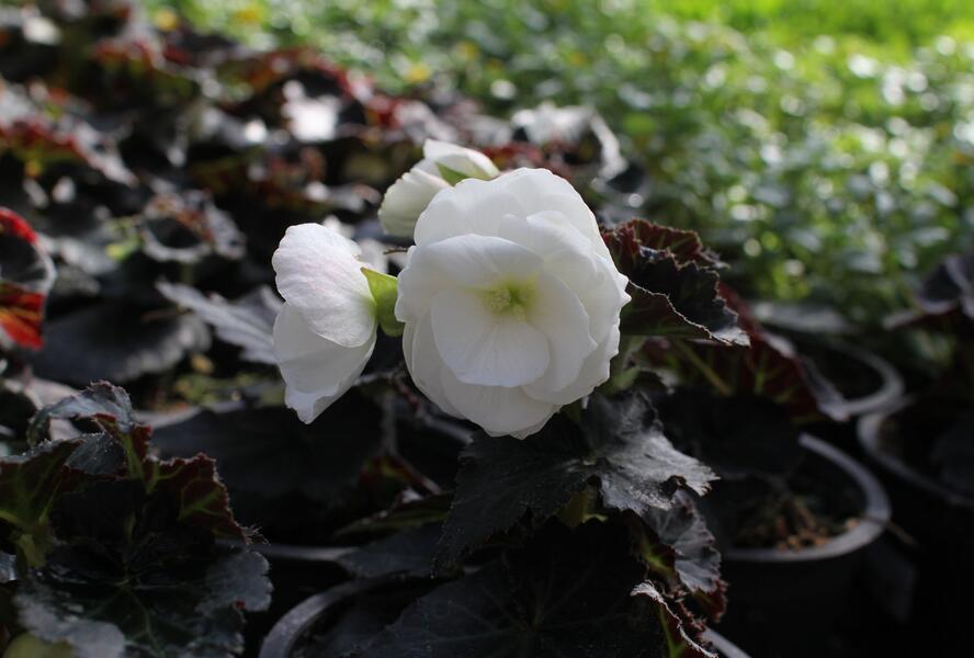 Begónie hlíznatá 'Nonstop Joy Mocca White' - Begonia tuberhybrida 'Nonstop Joy Mocca White'