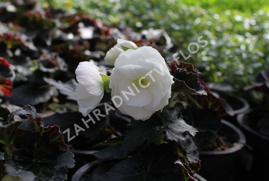 Begónie hlíznatá 'Nonstop Joy Mocca White' - Begonia tuberhybrida 'Nonstop Joy Mocca White'