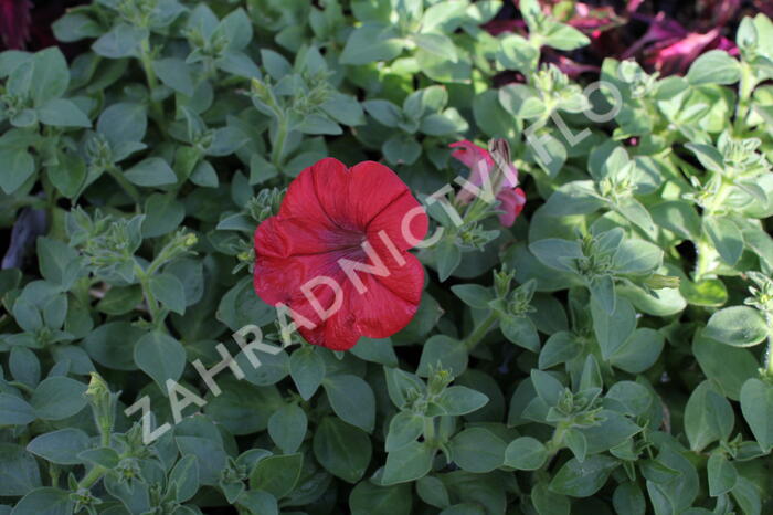 Petúnie 'Cascadias Chilli Red' - Petunia hybrida 'Cascadias Chilli Red'