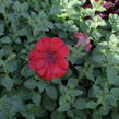 Petúnie 'Cascadias Chilli Red' - Petunia hybrida 'Cascadias Chilli Red'