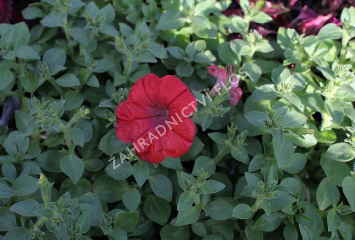 Petúnie 'Cascadias Chilli Red' - Petunia hybrida 'Cascadias Chilli Red'