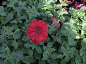 Petúnie 'Cascadias Chilli Red' - Petunia hybrida 'Cascadias Chilli Red'