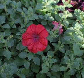 Petúnie 'Cascadias Chilli Red' - Petunia hybrida 'Cascadias Chilli Red'