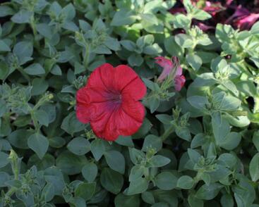 Petúnie 'Cascadias Chilli Red'