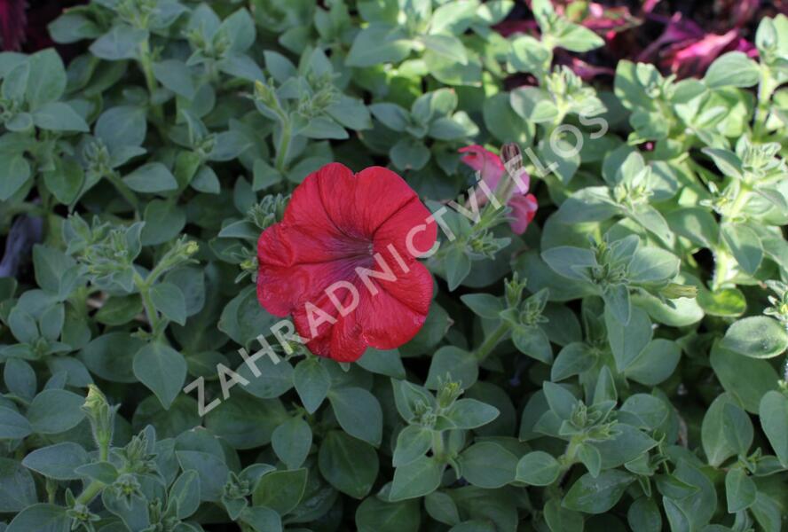 Petúnie 'Cascadias Chilli Red' - Petunia hybrida 'Cascadias Chilli Red'
