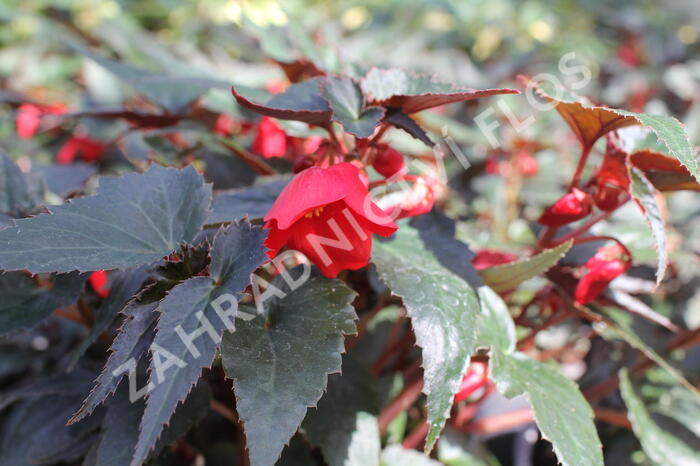 Begónie bolívijská 'Bellavista Dark Leaf Red' - Begonia boliviensis 'Bellavista Dark Leaf Red'