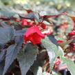 Begónie bolívijská 'Bellavista Dark Leaf Red' - Begonia boliviensis 'Bellavista Dark Leaf Red'