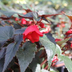 Begónie bolívijská 'Bellavista Dark Leaf Red' - Begonia boliviensis 'Bellavista Dark Leaf Red'