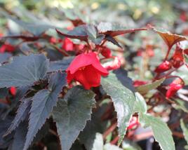Begónie bolívijská 'Bellavista Dark Leaf Red'