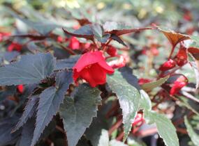 Begónie bolívijská 'Bellavista Dark Leaf Red' - Begonia boliviensis 'Bellavista Dark Leaf Red'