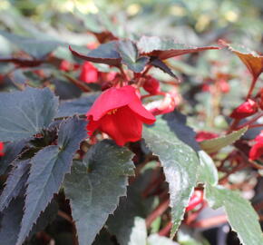 Begónie bolívijská 'Bellavista Dark Leaf Red' - Begonia boliviensis 'Bellavista Dark Leaf Red'