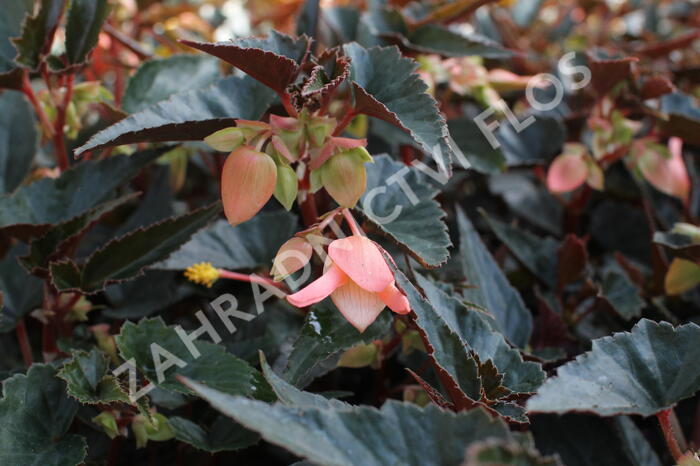Begónie bolívijská 'Bellavista Dark Leaf Salmon' - Begonia boliviensis 'Bellavista Dark Leaf Salmon'