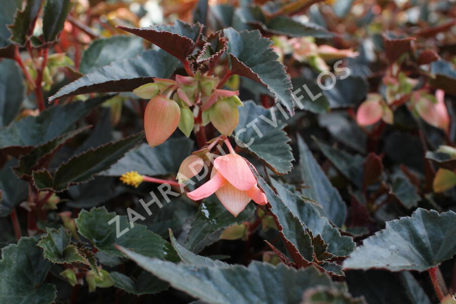 Begónie bolívijská 'Bellavista Dark Leaf Salmon' - Begonia boliviensis 'Bellavista Dark Leaf Salmon'