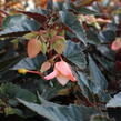 Begónie bolívijská 'Bellavista Dark Leaf Salmon' - Begonia boliviensis 'Bellavista Dark Leaf Salmon'