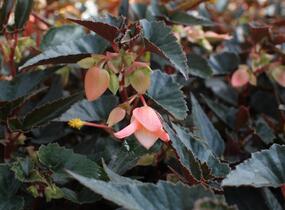 Begónie bolívijská 'Bellavista Dark Leaf Salmon' - Begonia boliviensis 'Bellavista Dark Leaf Salmon'