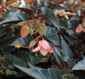 Begónie bolívijská 'Bellavista Dark Leaf Salmon' - Begonia boliviensis 'Bellavista Dark Leaf Salmon'