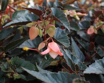 Begónie bolívijská 'Bellavista Dark Leaf Salmon'