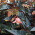 begonie-bolivijska-bellavista-dark-leaf-salmon.jpg