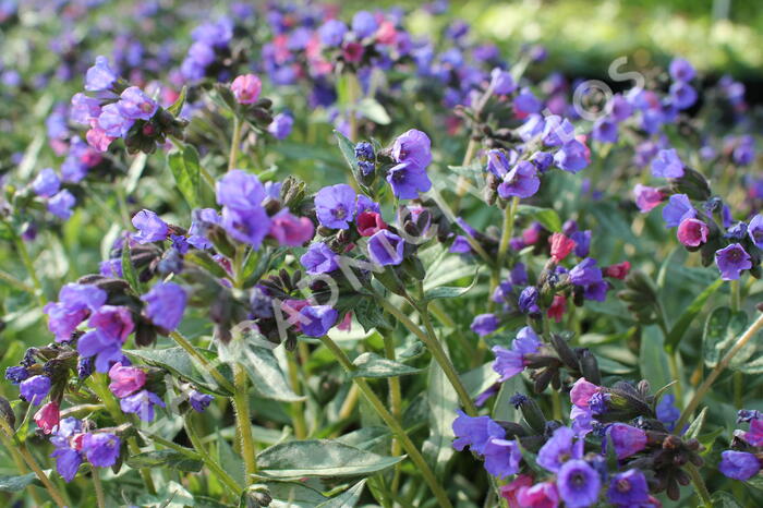 Plicník 'Samurai' - Pulmonaria 'Samurai'