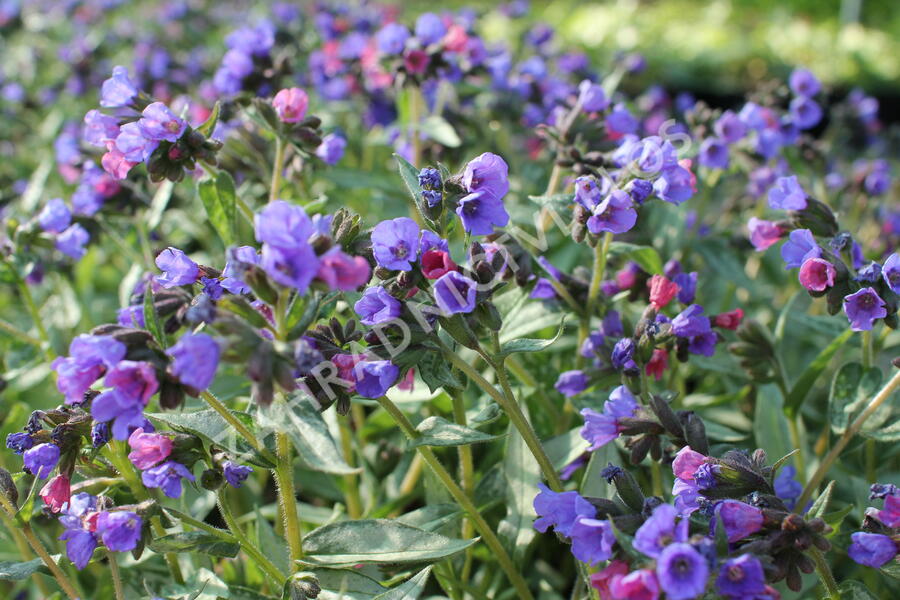 Plicník 'Samurai' - Pulmonaria 'Samurai'