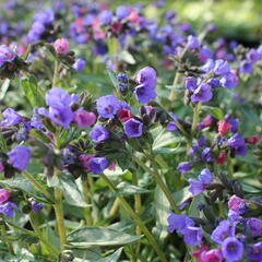 Plicník 'Samurai' - Pulmonaria 'Samurai'