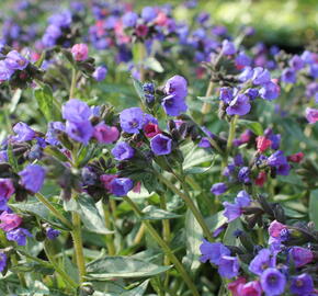 Plicník 'Samurai' - Pulmonaria 'Samurai'