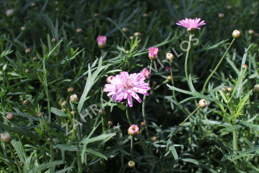 Kopretina pařížská 'Aramis Double Pink' - Argyranthemum frutescens 'Aramis Double Pink'