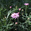 Kopretina pařížská 'Aramis Double Pink' - Argyranthemum frutescens 'Aramis Double Pink'