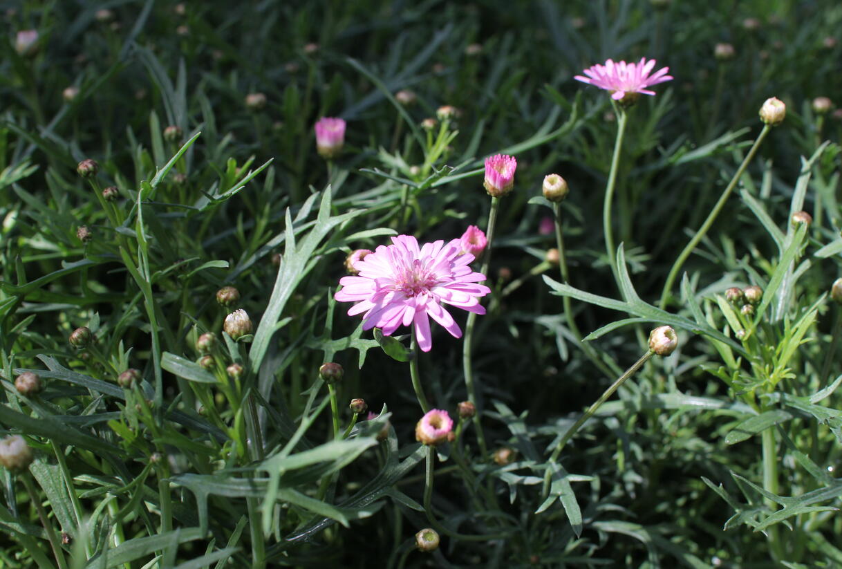Kopretina pařížská 'Aramis Double Pink' - Argyranthemum frutescens 'Aramis Double Pink'