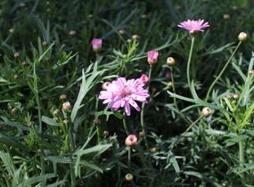 Kopretina pařížská 'Aramis Double Pink' - Argyranthemum frutescens 'Aramis Double Pink'