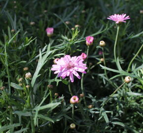 Kopretina pařížská 'Aramis Double Pink' - Argyranthemum frutescens 'Aramis Double Pink'