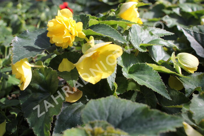 Begónie hlíznatá 'Nonstop Joy Yellow' - Begonia tuberhybrida 'Nonstop Joy Yellow'