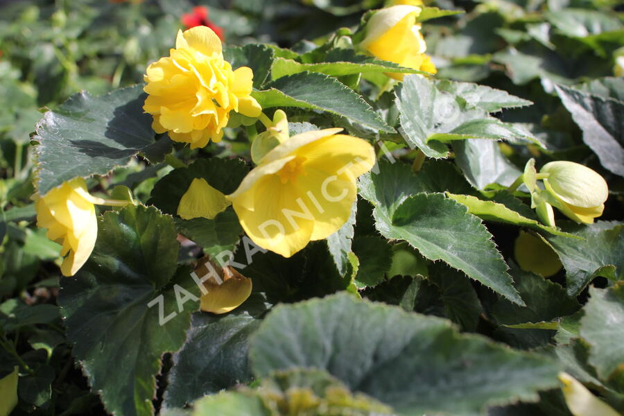 Begónie hlíznatá 'Nonstop Joy Yellow' - Begonia tuberhybrida 'Nonstop Joy Yellow'