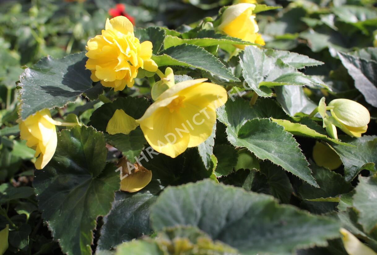 Begónie hlíznatá 'Nonstop Joy Yellow' - Begonia tuberhybrida 'Nonstop Joy Yellow'